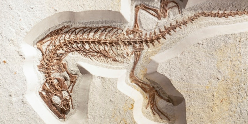 paleontologia