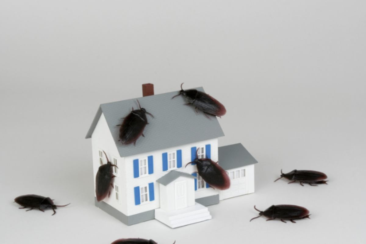 Riconoscere tempestivamente i segni di un’infestazione è fondamentale per agire in modo efficace e proteggere la propria abitazione