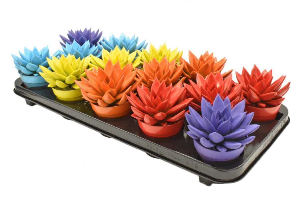 piante decorazione offerta dipiù